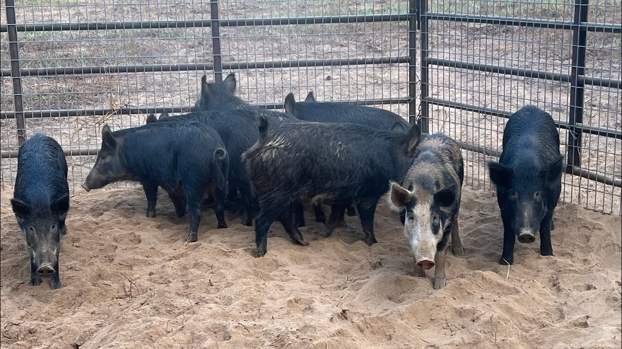 Trapping Wild Hogs Out Of Neighbor’s Hay Field. Loading Them A Live To Be Donated To The Hungry!
