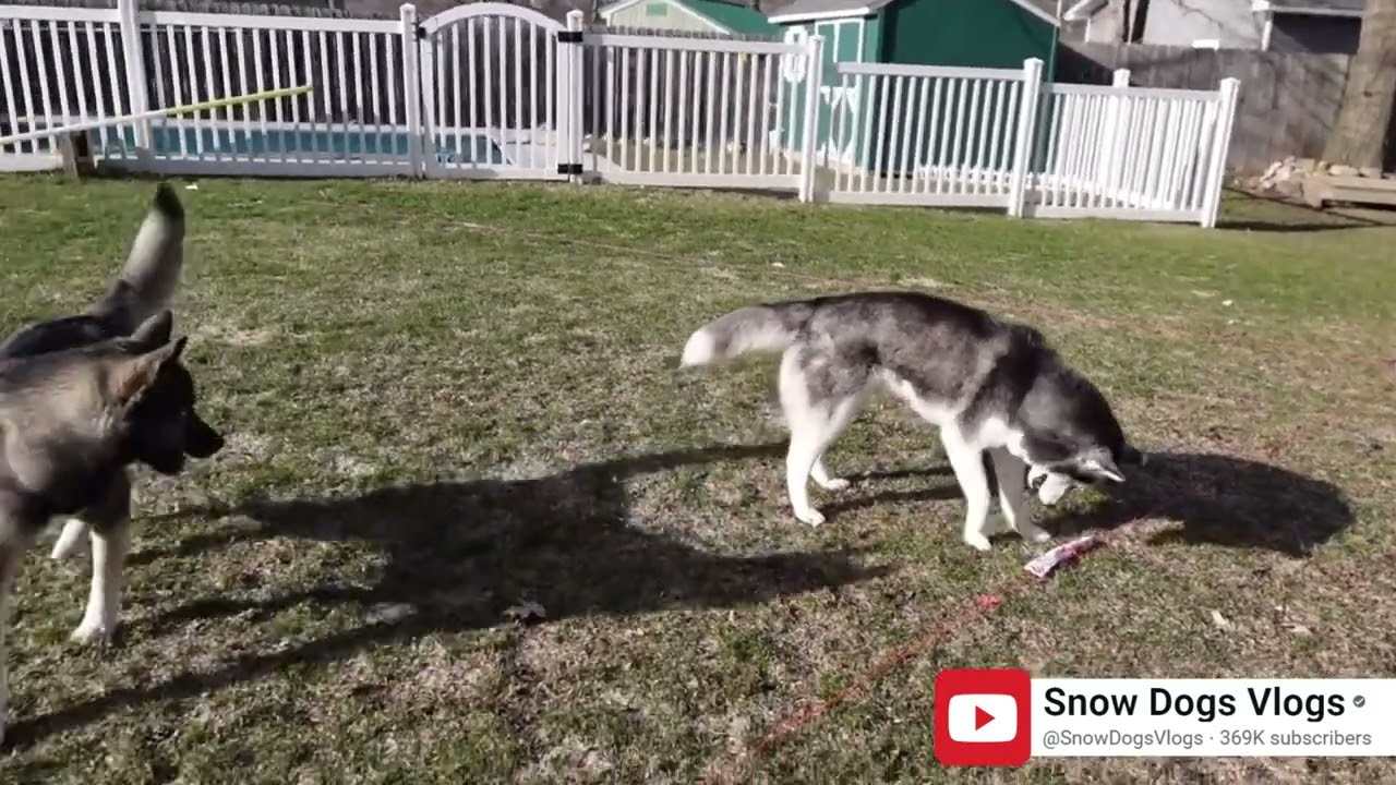 Snow Dogs Vlogs playing with Swiftpaws CHASE!