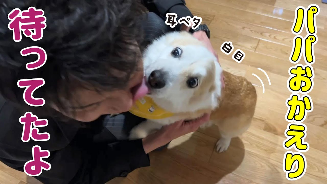 帰宅したパパに全力でアピールするコーギー