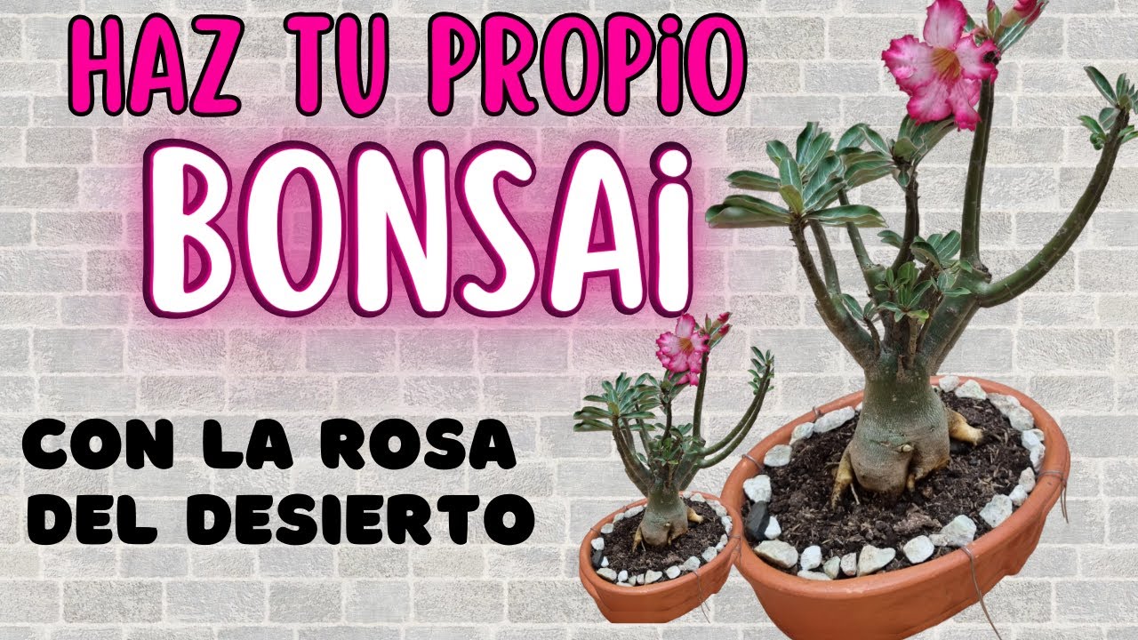 CÓMO HACER UN BONSAI CON ROSA DEL DESIERTO/Liliana Muñoz