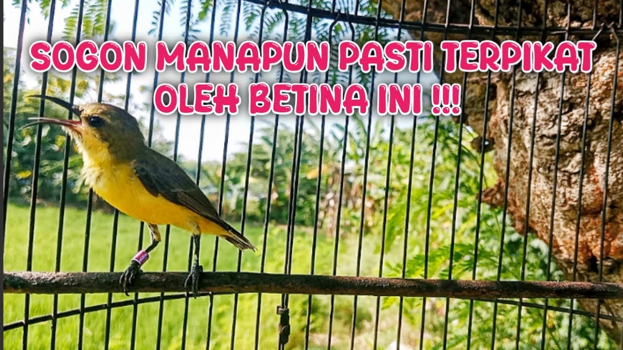 SOGON BETINA PEMIKAT JANTAN PALING AMPUH‼️ #sogonbetinamemanggiljantan 