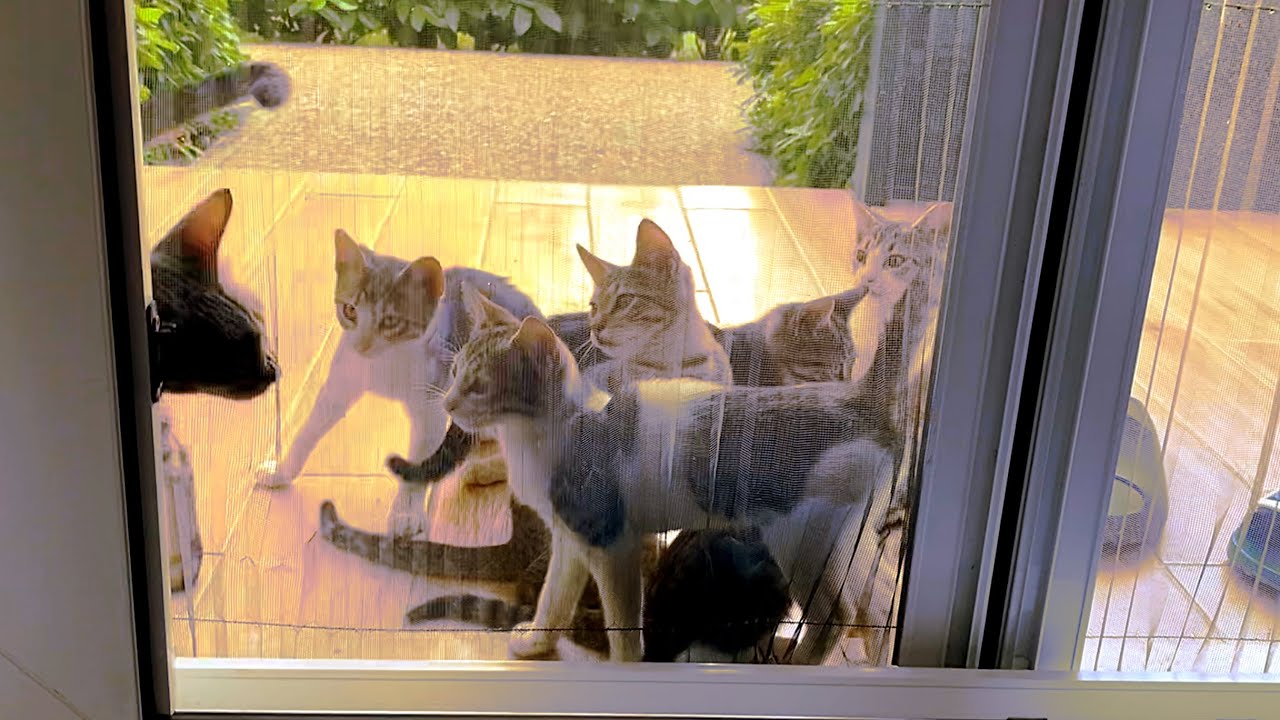Every morning a large cat family waits outside our door for our arrival.