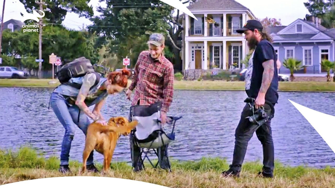 Cross-Country Pit Bull Adoption & Holiday Reunion | Pit Bulls & Parolees S8 E10,4,1 | Animal Planet