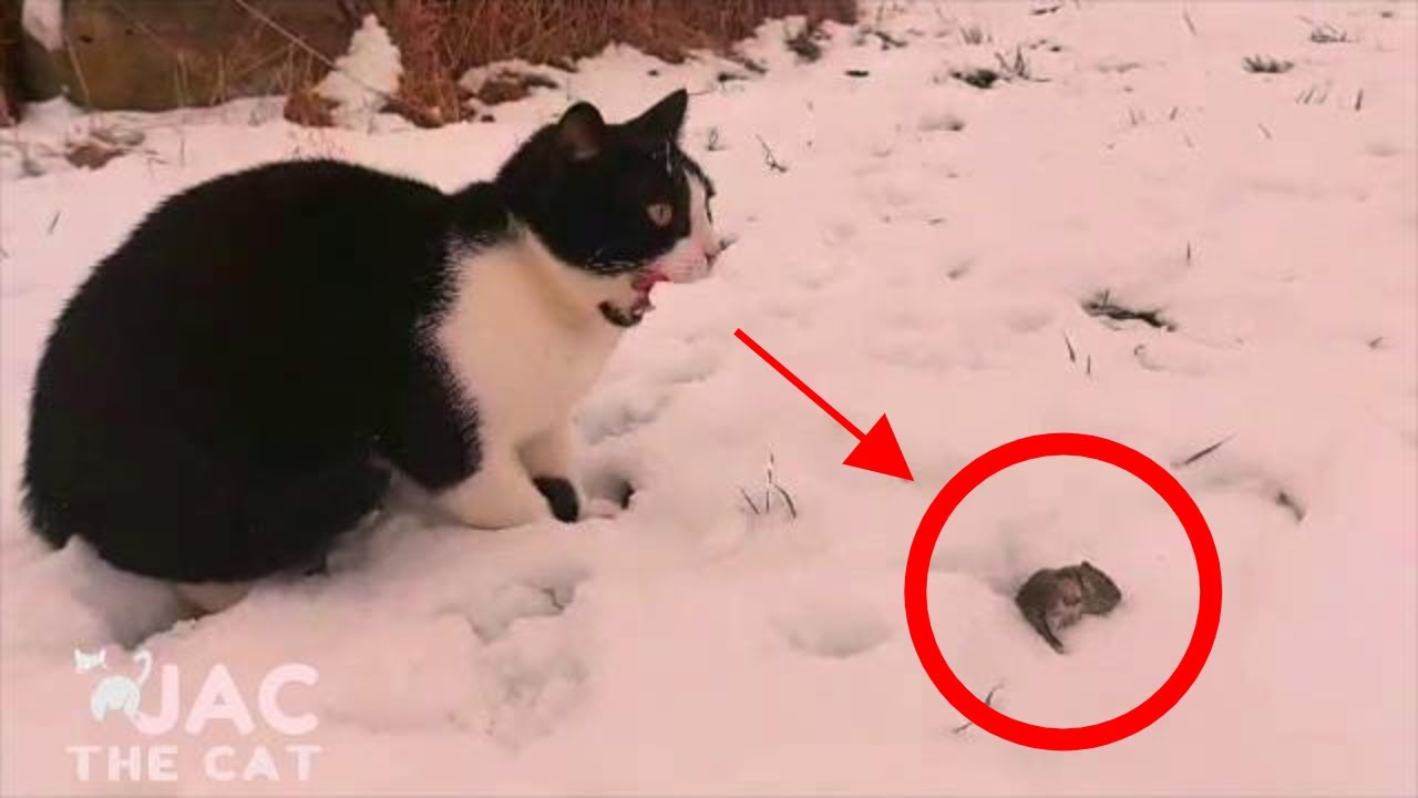 CAT VS MOUSE | CAT EATS MOUSE ALIVE | JAC the CAT