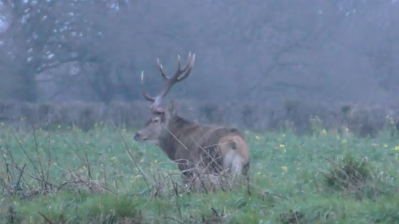 Red Stag GIANT Cast One Antler
