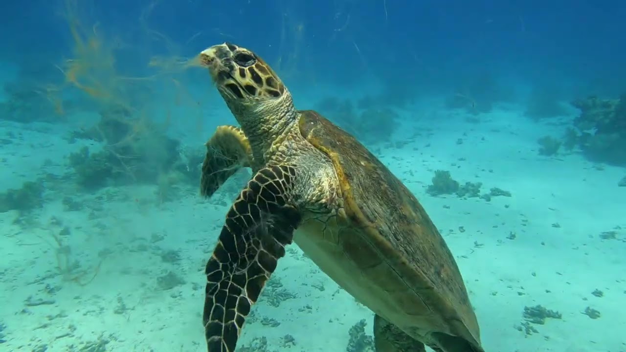 Nurkowanie z Beach Safari-Marsa Alam (maj/czerwiec 2023)
