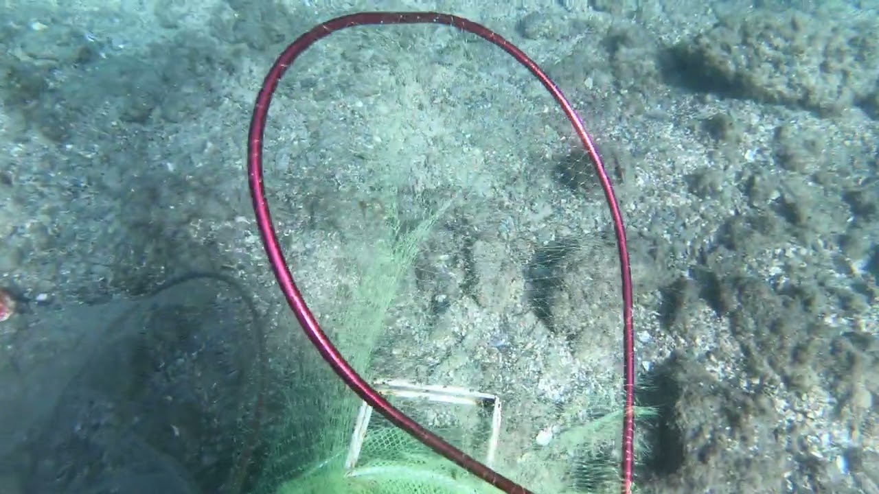 Marine aquarium fish collecting