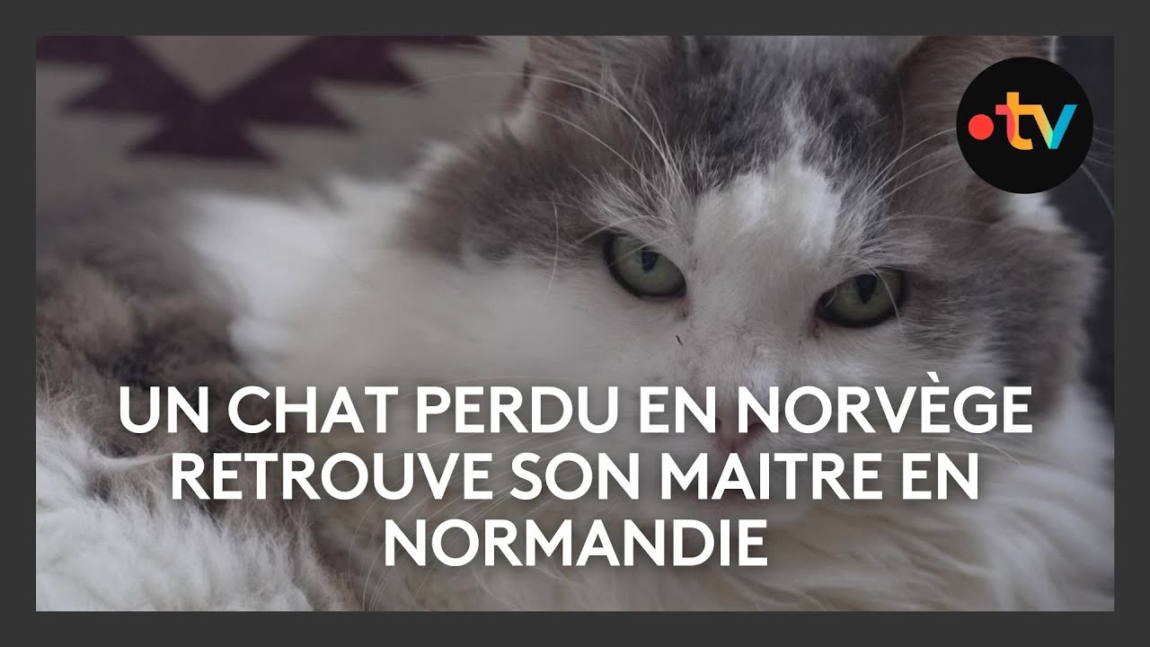 Un chat perdu en Norvège retrouve son maitre en Normandie
