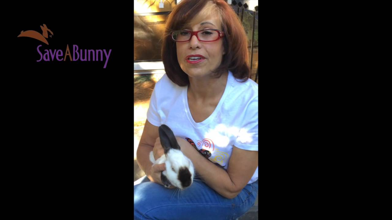 Adopting Baby Bunnies versus Adult Rabbits?