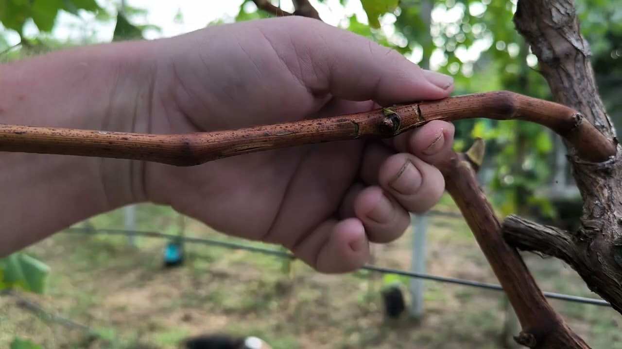 🍇Suli,,A legjobb alvó Szemzès Augusztus végén amitt eddig csináltam....