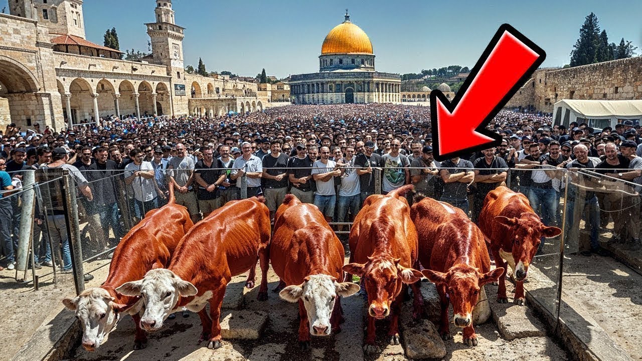 LA VAQUILLA ROJA LLEGA A ISRAEL – LA CONSTRUCCIÓN DEL TERCER TEMPLO ESTÁ A PUNTO DE COMENZAR