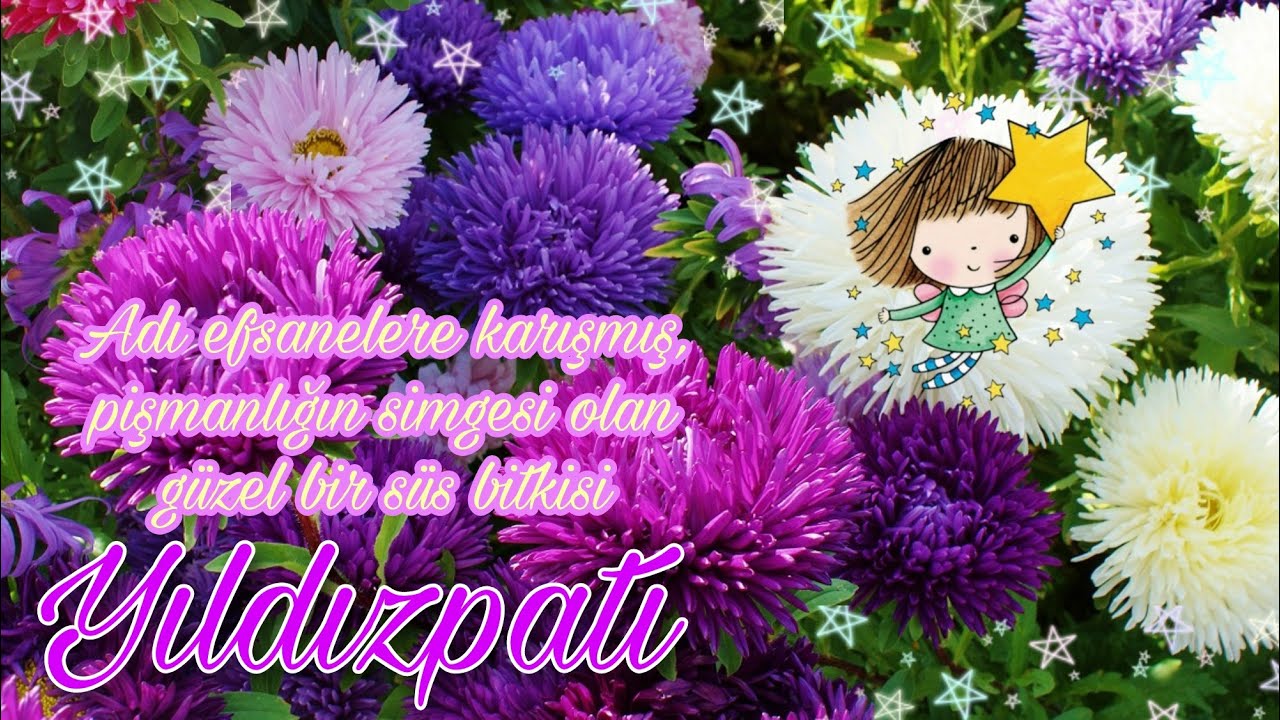 Yıldızpatı - Aster