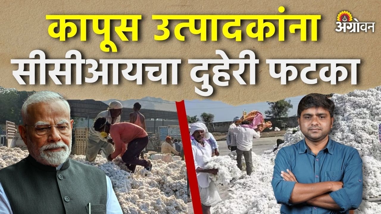Cotton Rate: कापूस उत्पादकांच्या अडचणी आणखी वाढणार का ? | Agrowon