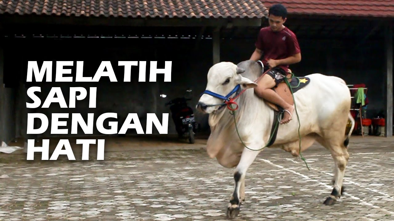 CARA MELATIH SAPI TUNGGANG TANPA NGAMUK