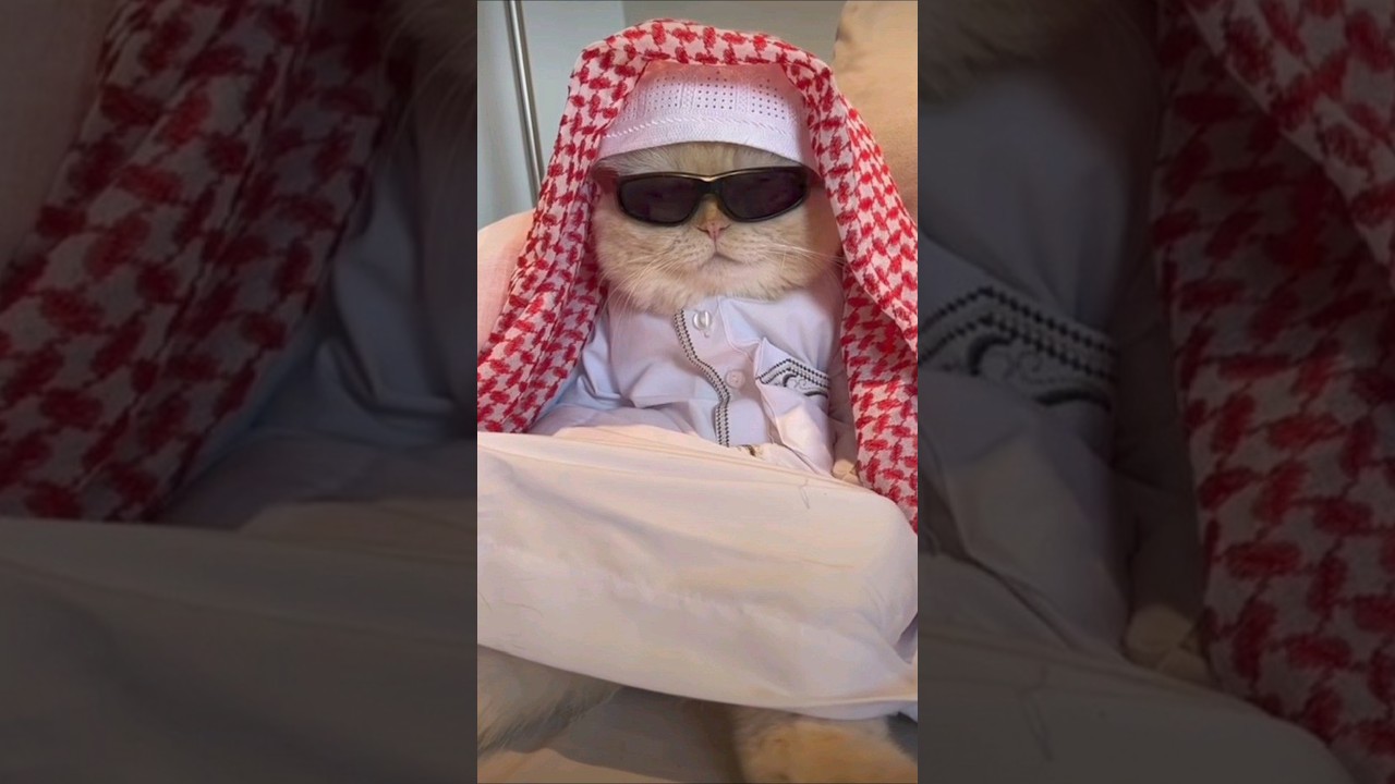 #ramadan #memes #cat