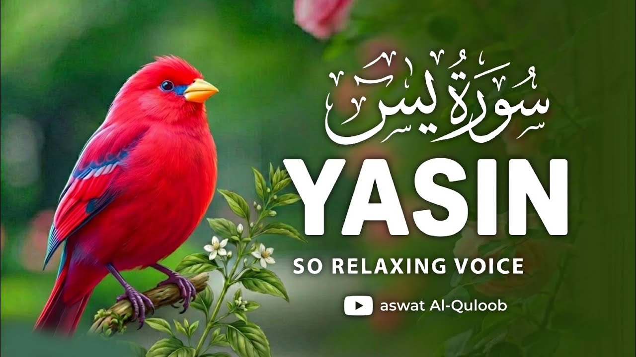 Surah Yaseen Full Recitation | Most Beautiful & Heart Touching Quran Tilawat for Peace 