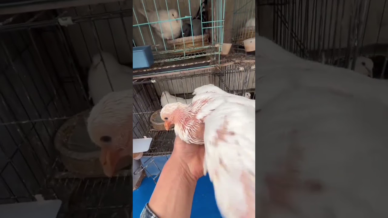 Daily Pigeon Raising: Catch Nests & Collect Eggs - A Joyful Hobby