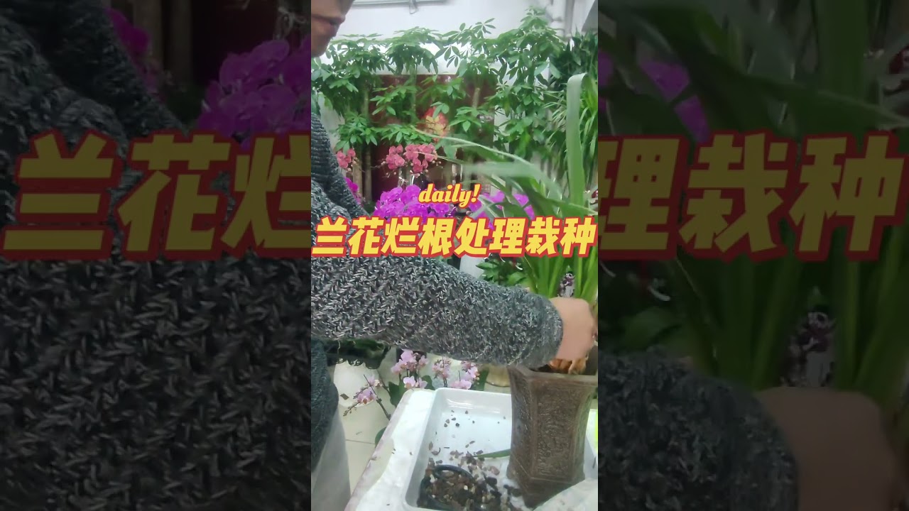 #Orchid