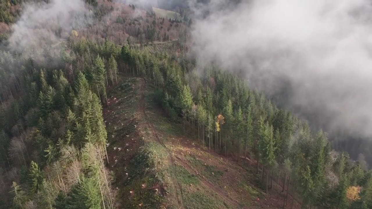 Windpark Sirnitz Teil 1, Rodungen!