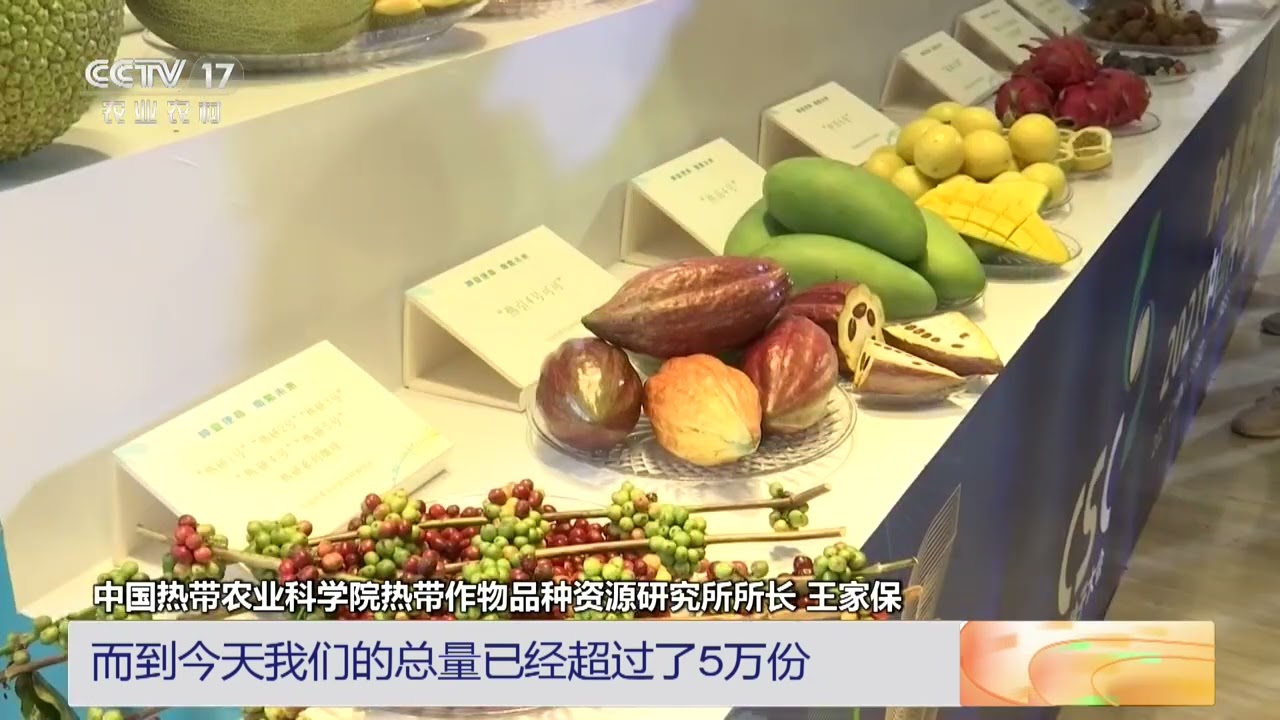 2024中国种子大会 海南三亚 热带作物种质资源收集取得突破 总量超过5万份 | 三农长短说