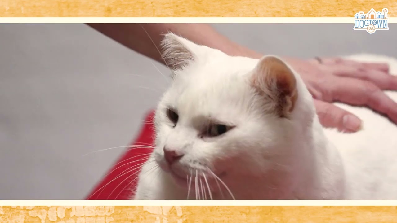 🎉 Two Rescues, One Forever Home: Watson & Blizzard&rsquo;s Happy Ending 🐶🐱