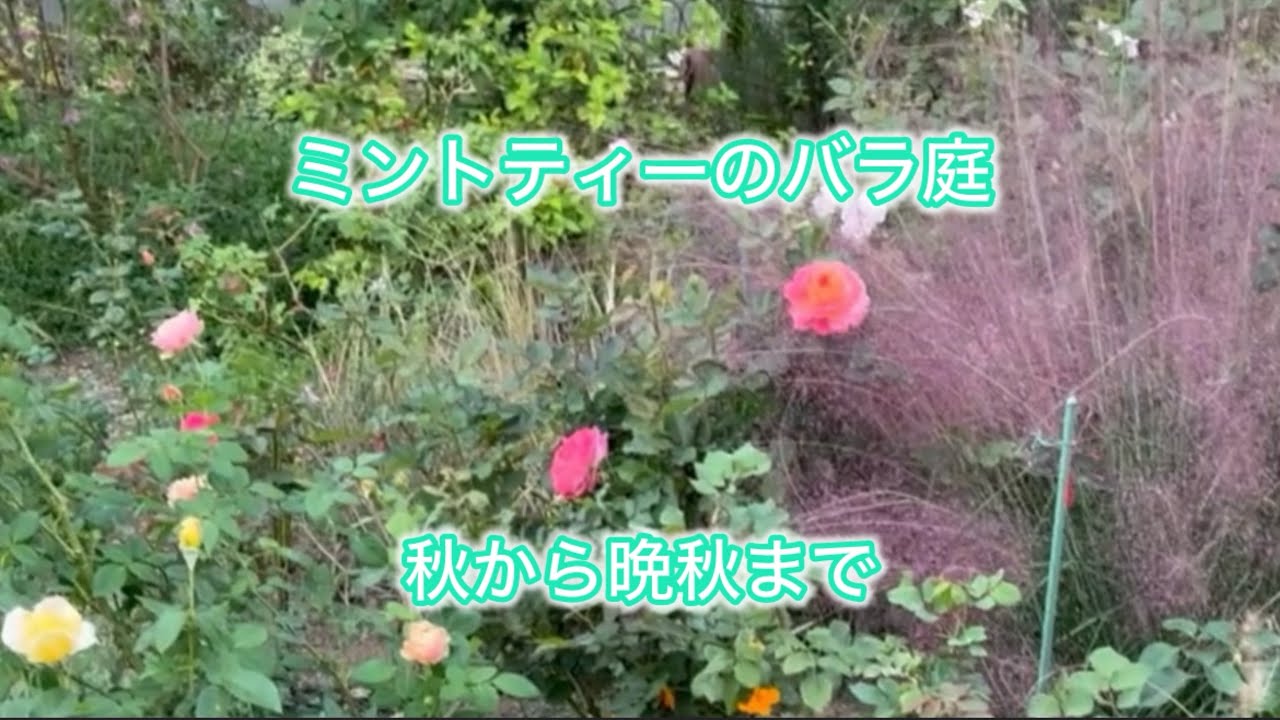 ミントティーのバラ庭「秋から晩秋まで」
