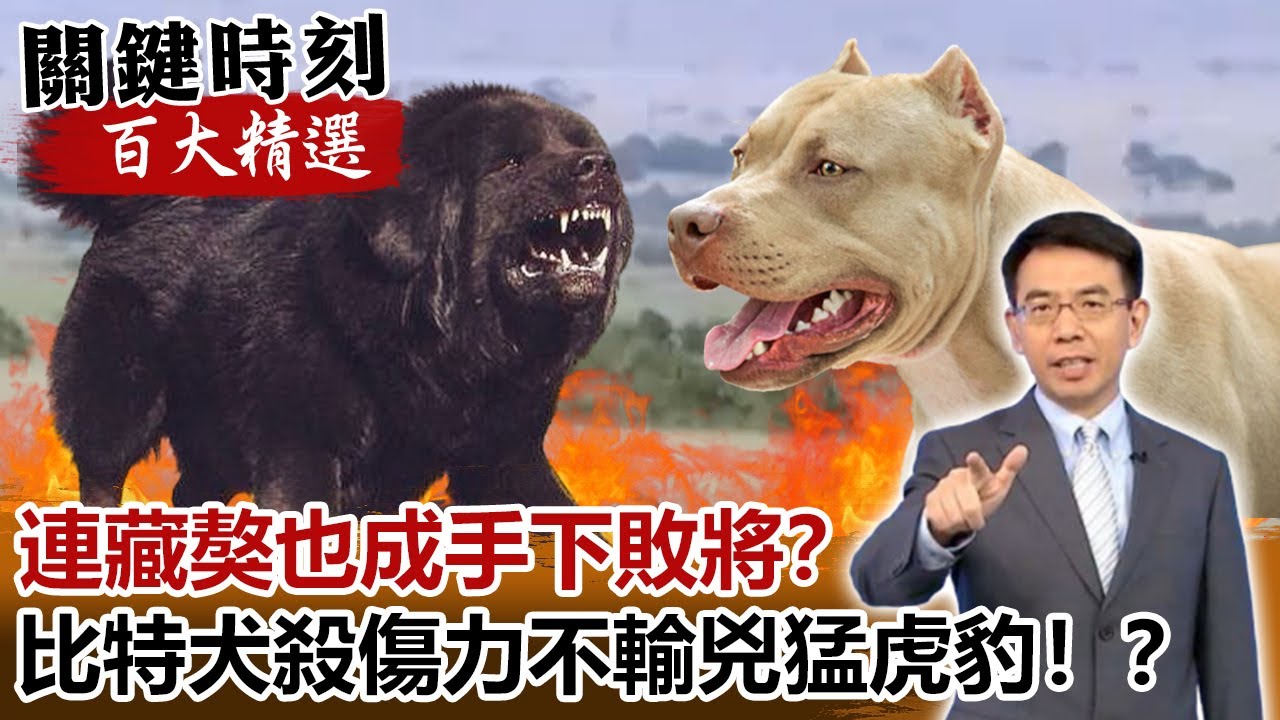連藏獒也成手下敗將？比特犬殺傷力不輸兇猛虎豹？！【關鍵時刻百大精選】- 劉寶傑 朱學恒 馬西屏