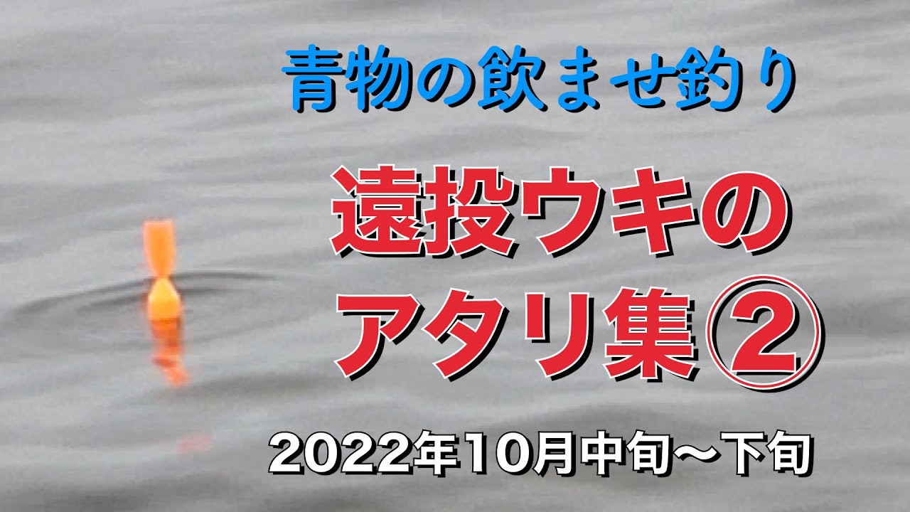 泳がせ釣りでブリ・メジロが見せる豪快なアタリ② 2022年10月中旬〜下旬