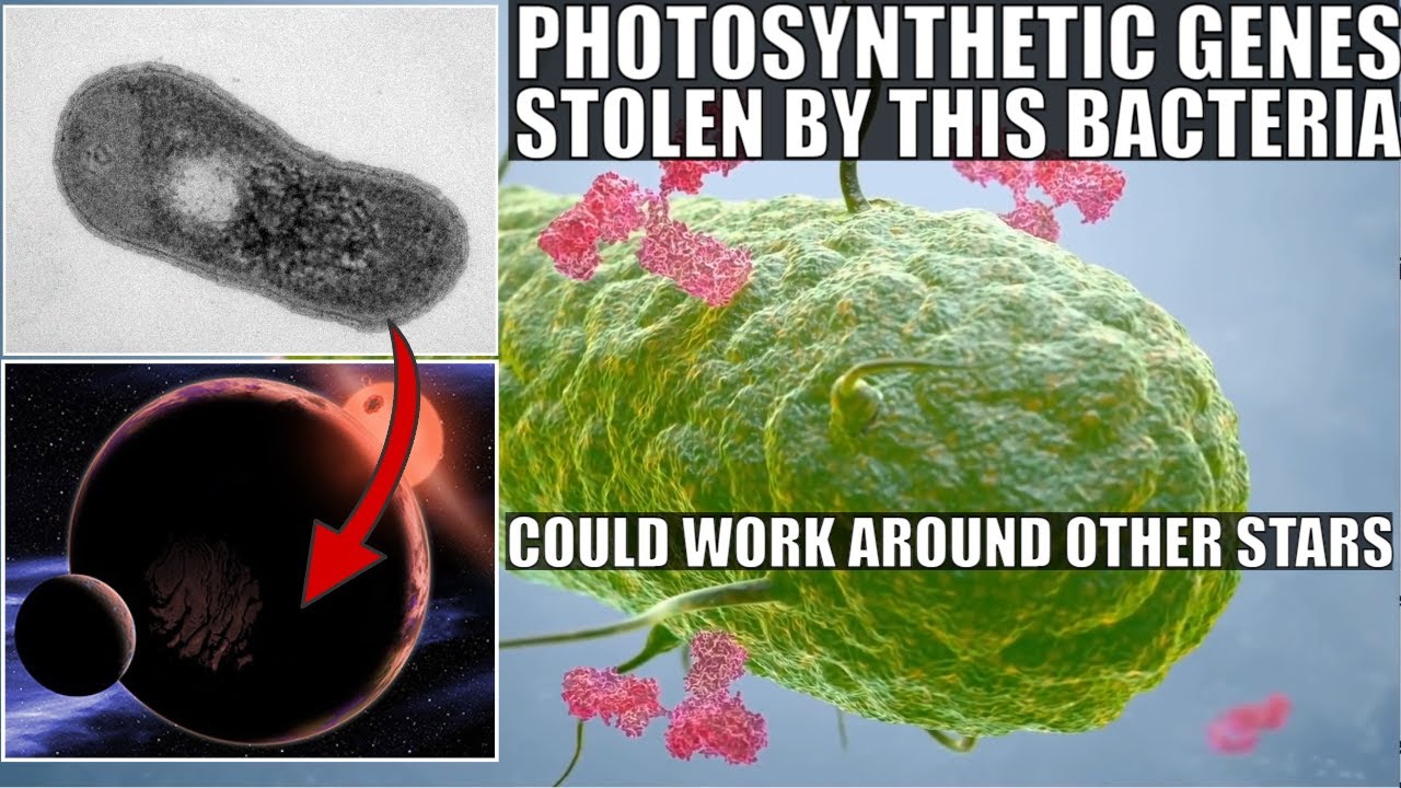 Incredible! This Bacterium Stole Genes to Become Photosynthetic