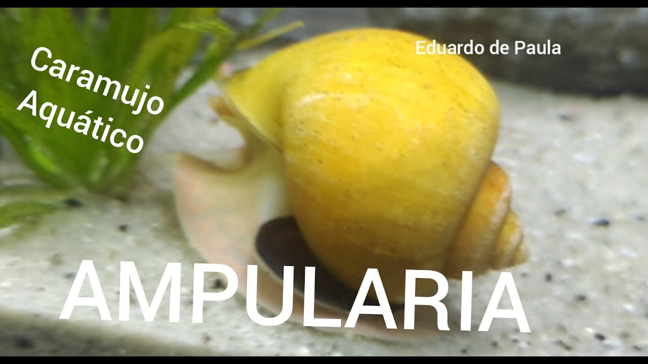 Conhecendo o caramujo AMPULARIA