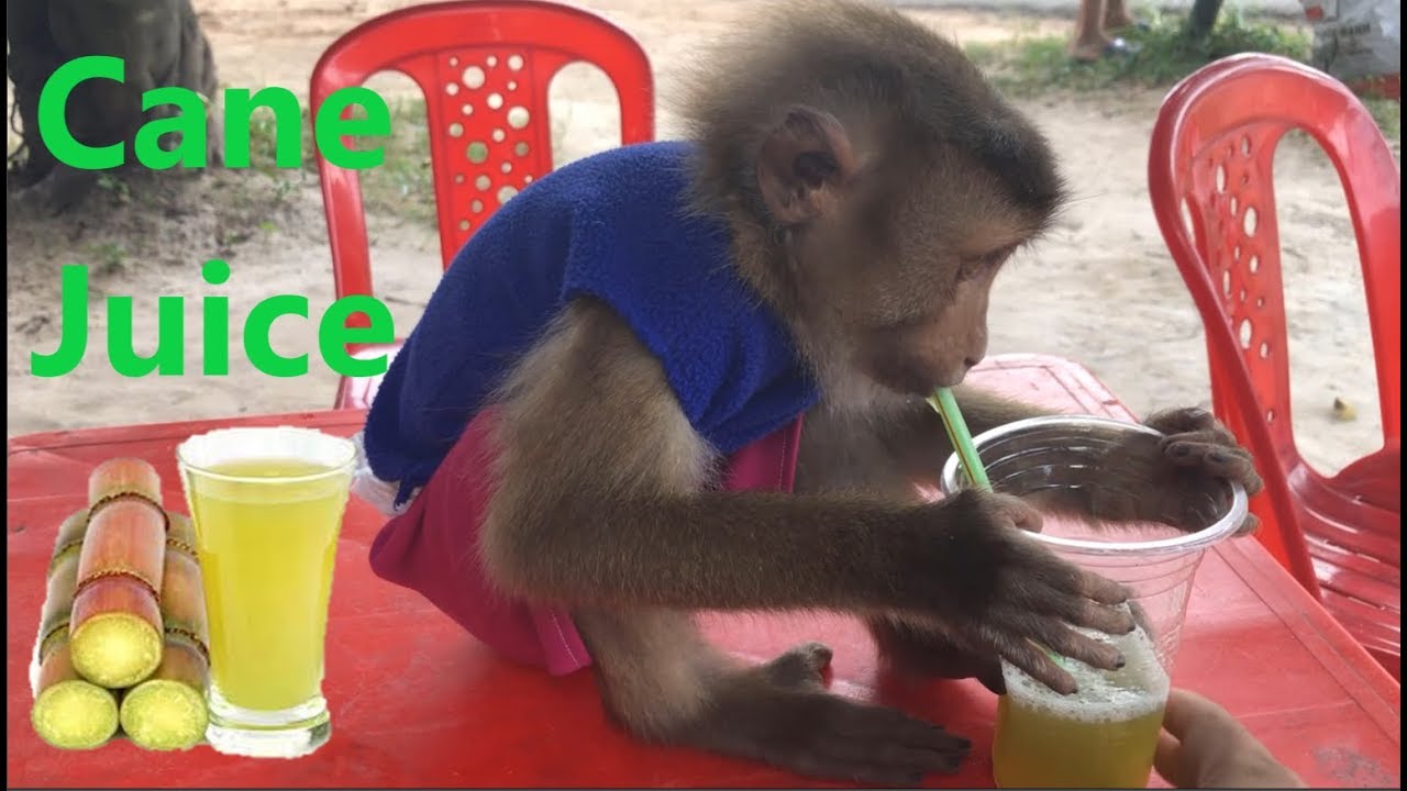 Monkey Goes Out And Drinks Cane Juice - Adorable Monkey Mynu