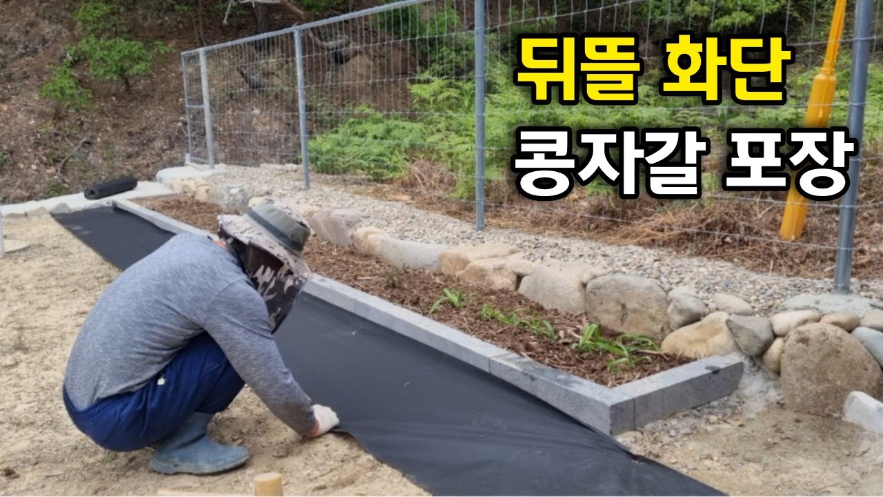 뒤뜰 화단 콩자갈 포장(비비추, 금계국, 비파나무)