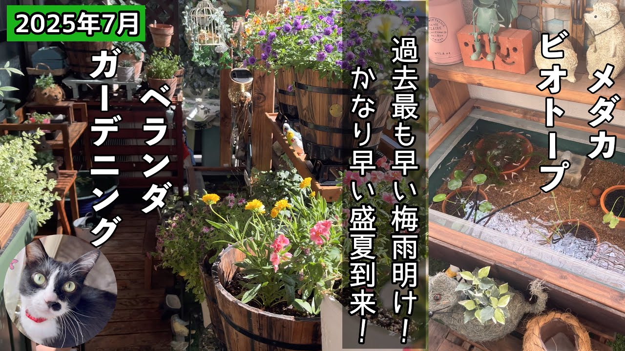 【ガーデニング】【ビオトープ】狭いベランダガーデニングとビオトープ自分の癒し空間