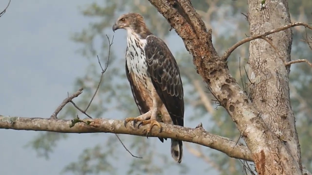 Eagle | Ramnagar Jim Corbett National Park Buffer Zone Wildlife By Camera 4k Video In Hindi