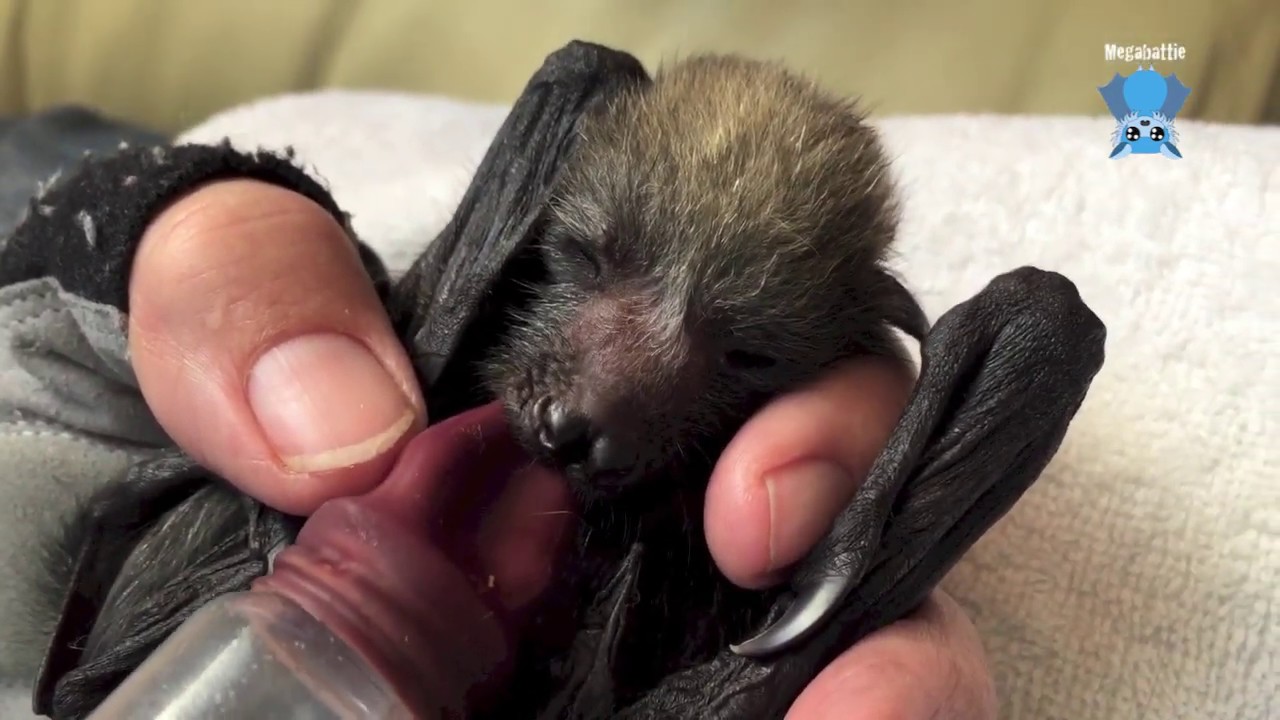 Baby bat doesn't want to let her bottle go:  this is Piccalilli