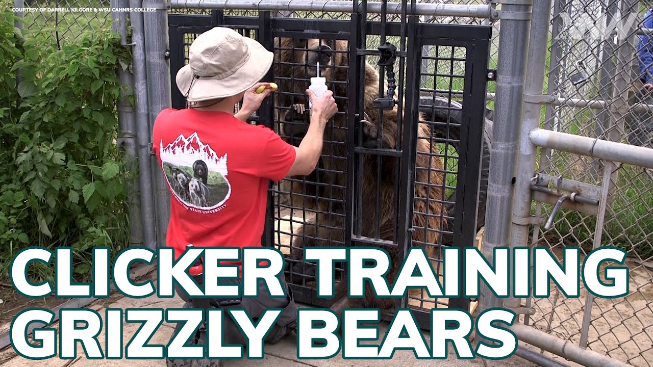 How WSU Researchers Clicker Trained Their Grizzly Bears