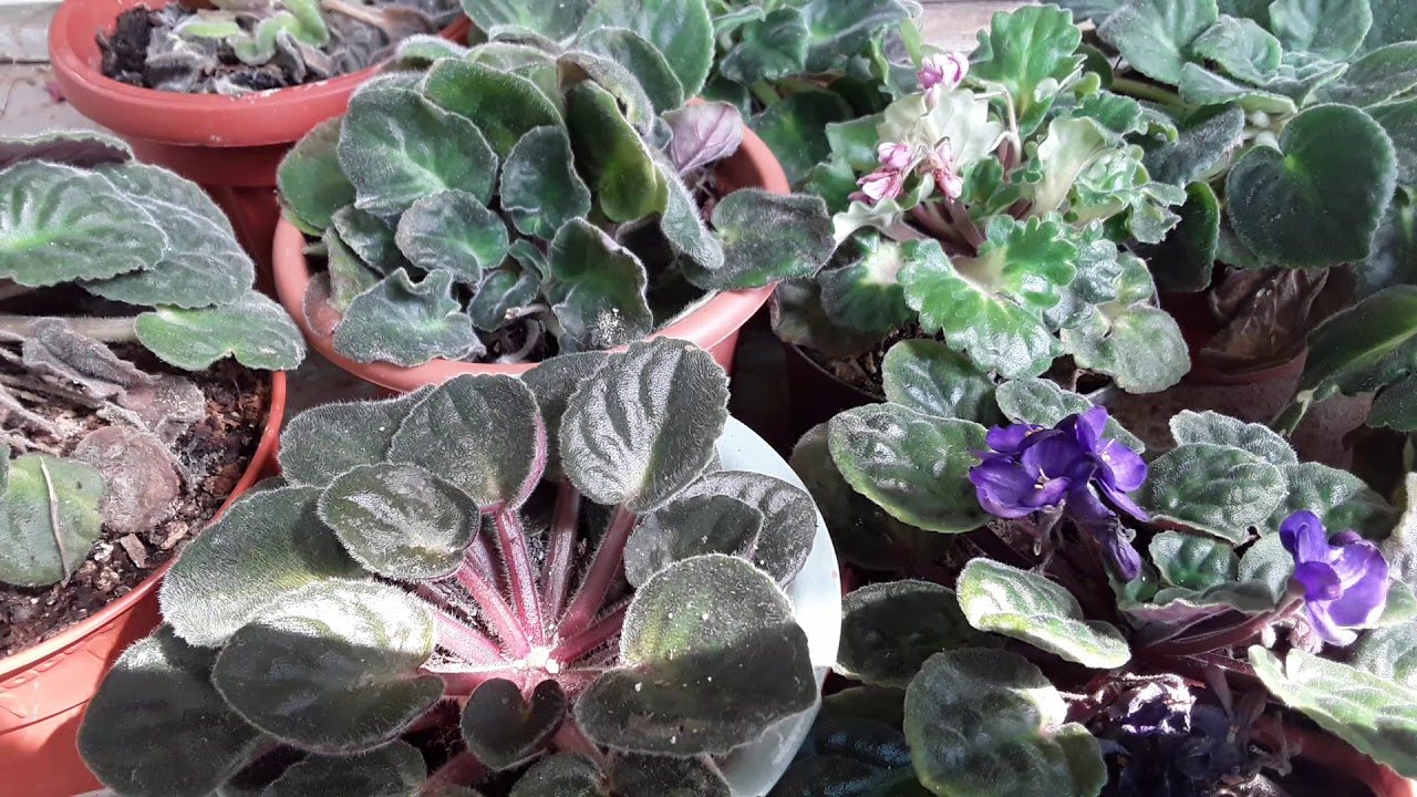 SOBRERIEGO en VIOLETAS africanas.