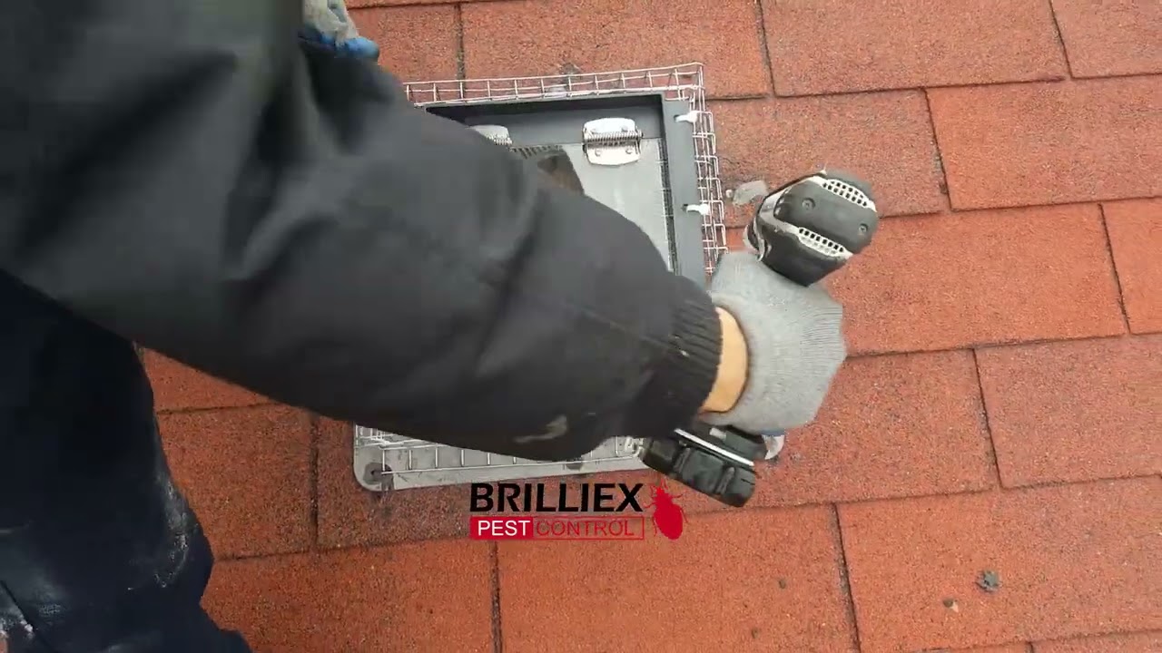 How to install raccoon one-way door over a damaged vent