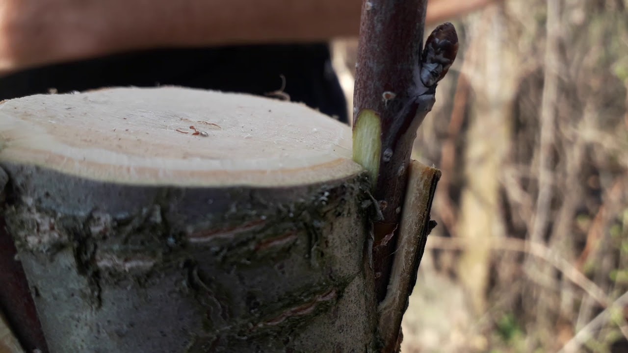 Altoire sub scoarță- vișin