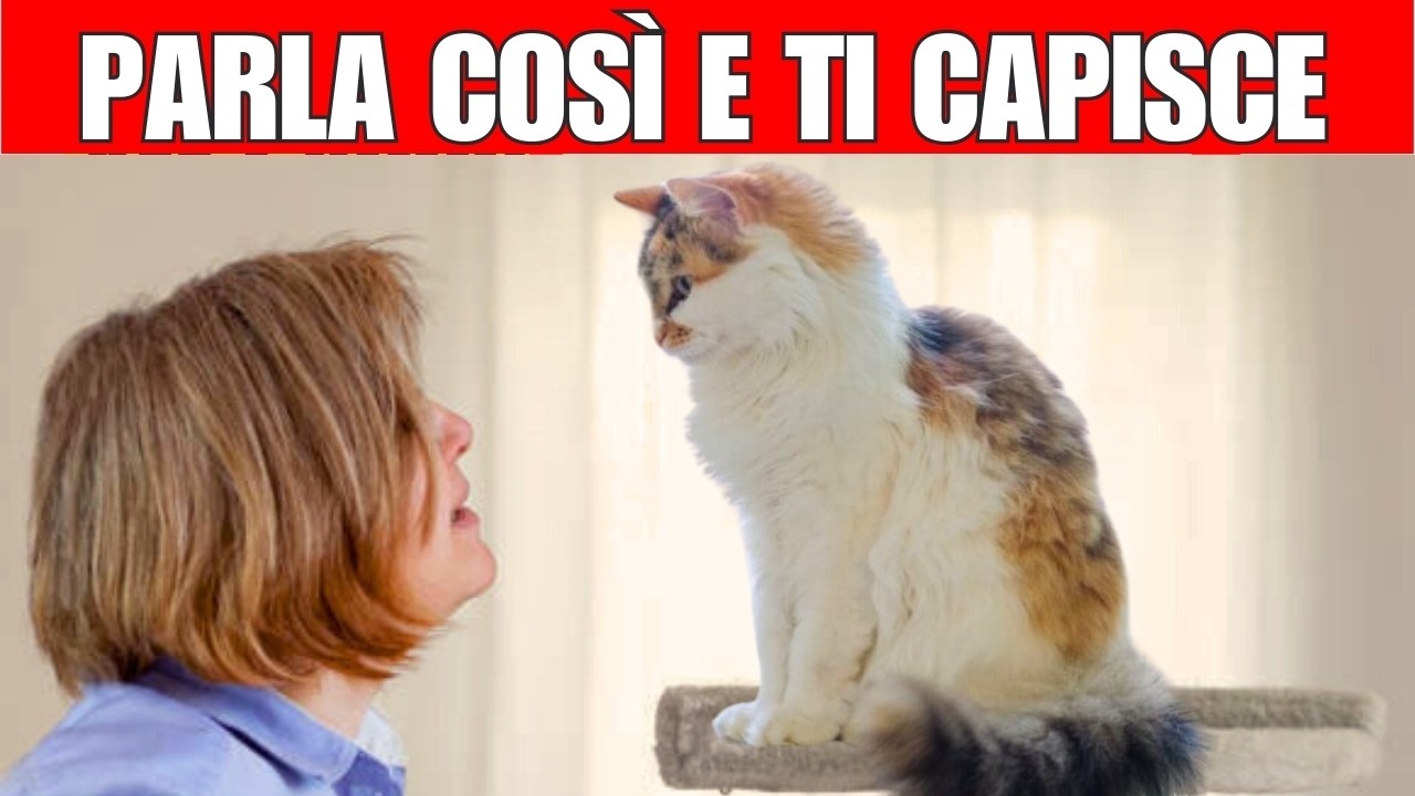 8 modi EFFICACI per farsi capire dal gatto | Come parlare al gatto e farsi capire