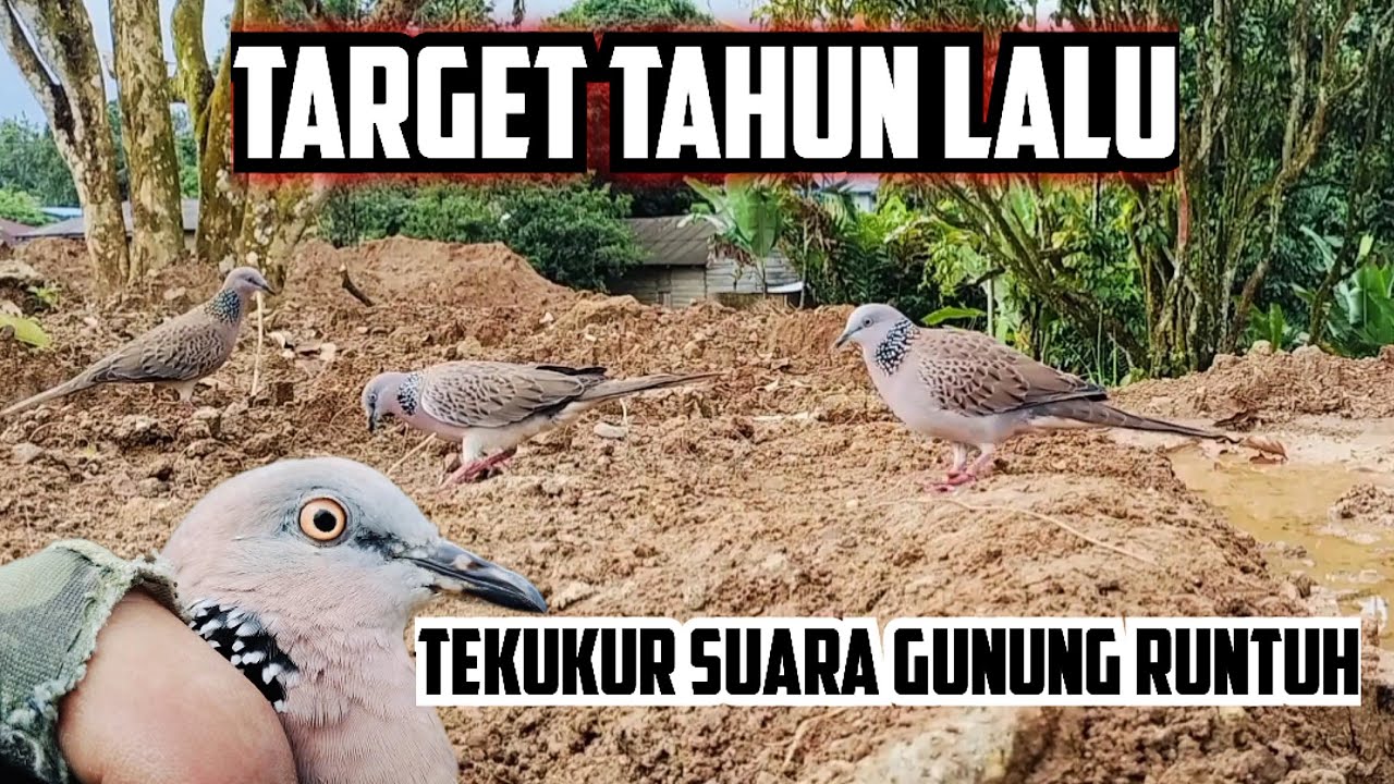 Target Tekukur Suara Besar Gunung Runtuh Akhirnya Berhasil Dibungkus 🔥 Walau Pikat Jadi K0rb4n