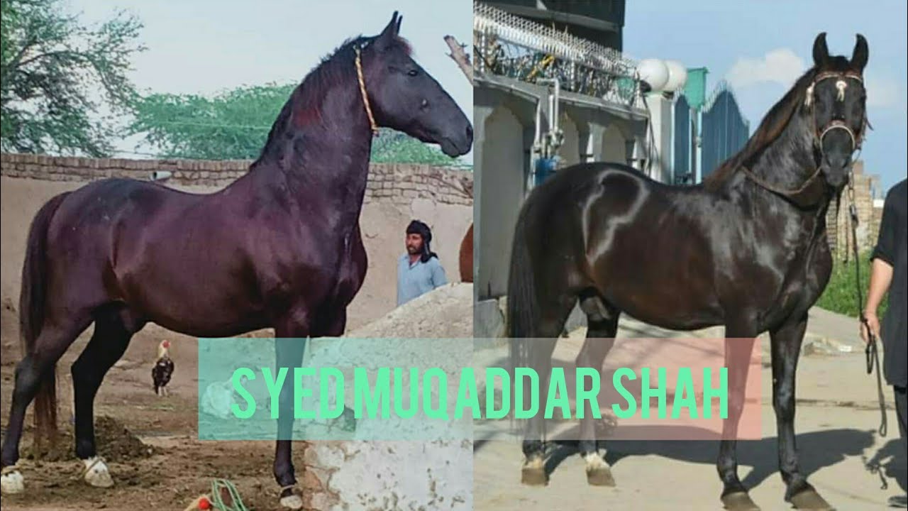 Beauty In Gujar Khan | Owner Syed Muqaddar shah | گوجر خان میں موجود خوبصورت گھوڑا سید مقدّر شاہ کی