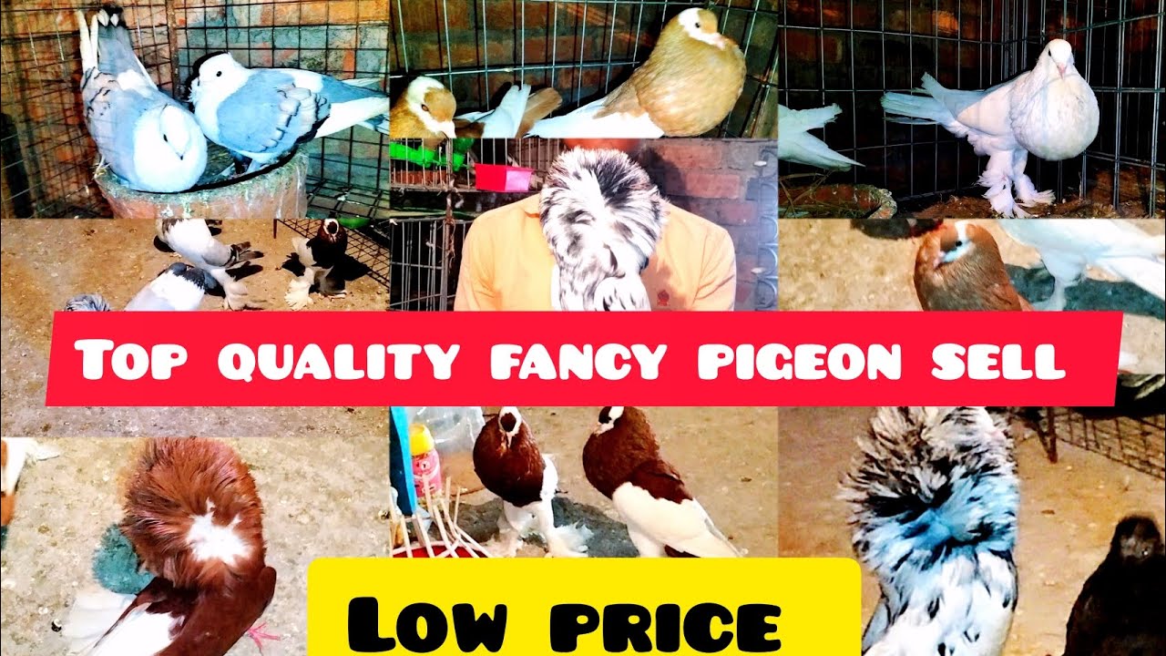 top quality fancy pigeon farms ।। ফার্মের সব পায়রা সেল আছে বেবি এবং মাষ্টার পেয়ার#smanimalscare99