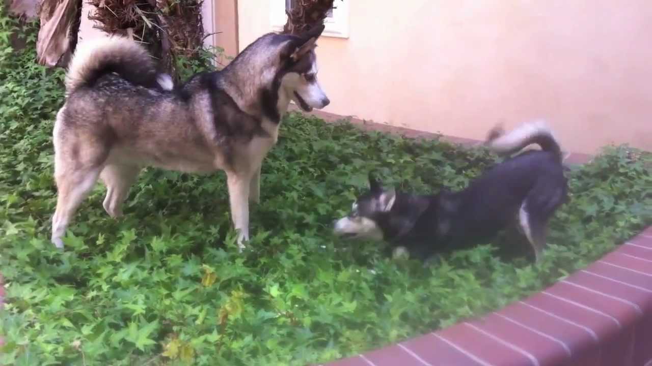 Alaskan Klee Kai vs. Siberian Husky (Extended)