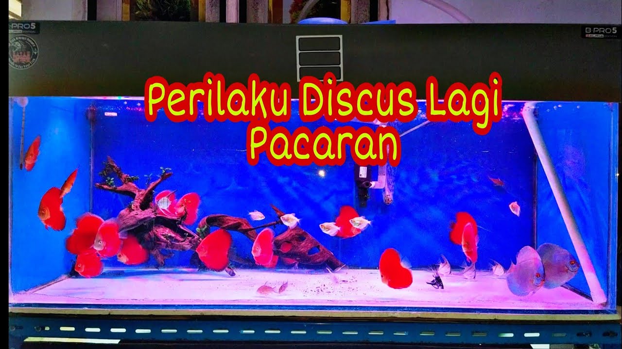 Ciri Ciri Discus Mau Bertelur Atau Pair Comtank