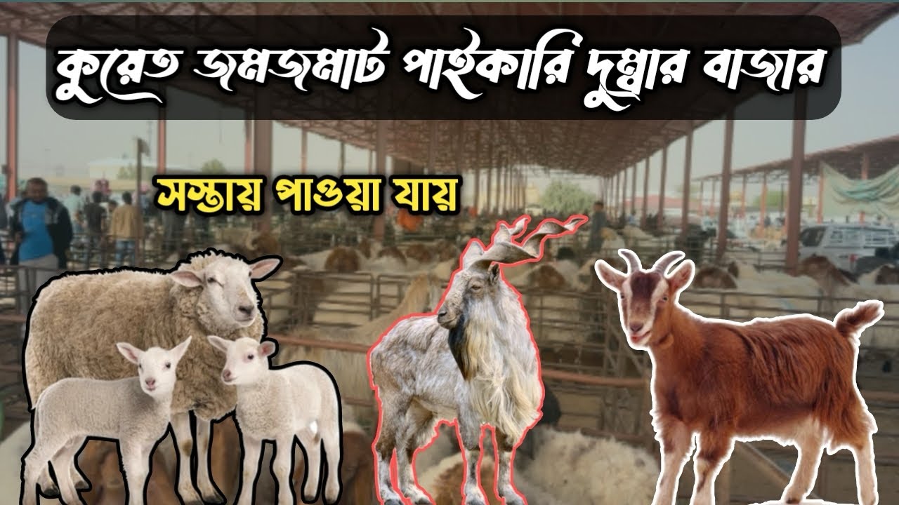কুয়েত জমজমাট পাইকারি দুম্বার বাজার | সস্তায় পাওয়া যায় |  Probashi Bangla Vlog