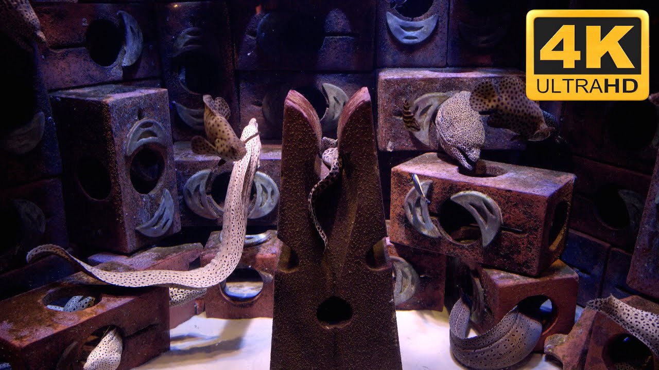4K Eels Tank with Moray Eels filmed in Ultra HD
