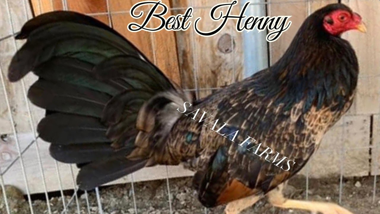 Beautiful Quality Hennie 💯 Savala Farms Modesto California | Beautiful Birds Henny