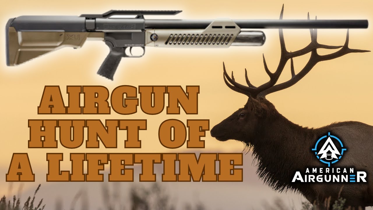 Bull Elk vs .50 Umarex Hammer | American Airgunner