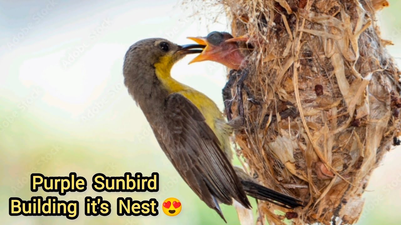 Purple Sunbird building Nest 😍 | Bird nests | birds of indian subcontinent #birds #birdnests 